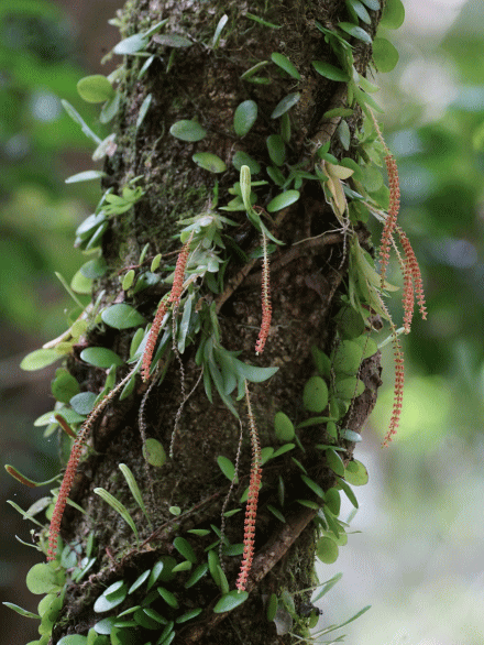 メ*0様 山野草、ラン科植物、着生ラン [ナゴラン] 倒木に着いていた株